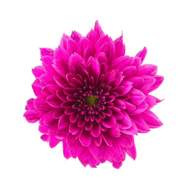 Bela flor roxa
 - Foto, Imagem