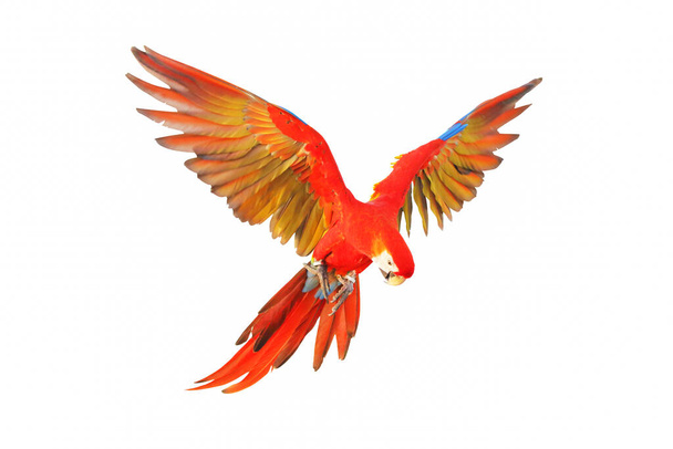 Scarlet macaw parrot flying isolated on white background. - Photo, image