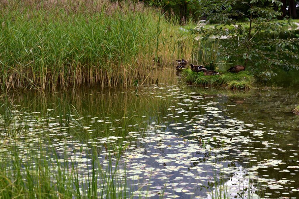 Em um pequeno lago alpino um canto tranquilo onde os patos podem passar o dia em paz - Foto, Imagem