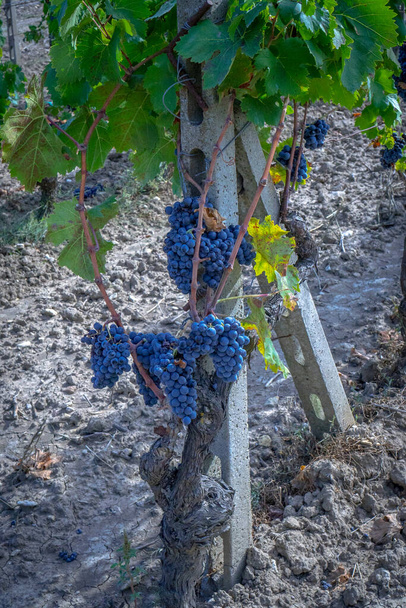 szőlőültetvények Carignano és vermentino bor, Santadi, Dél-Szardínia - Fotó, kép