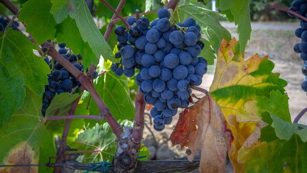 vignobles de Carignano et le vin vermentino, Santadi, sud de la Sardaigne - Photo, image
