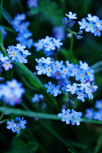 Forget me not flowers - Photo, Image