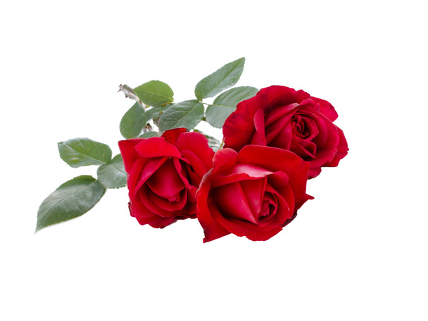 Bouquet of Red Rose - Photo, image