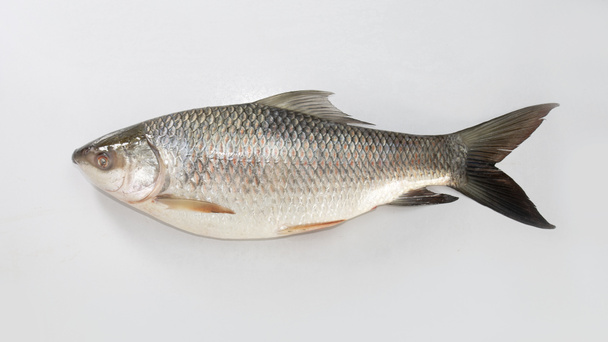 Ru, rui lub roho labeo jest gatunkiem ryb z rodziny karpiowatych, występującym w rzekach Azji Południowej. Wystawa rybna. surowy, niegotowany, cały i boczny widok na białym tle. - Zdjęcie, obraz