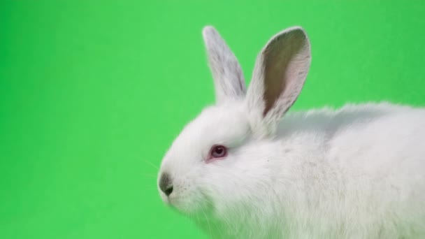 Un grand lapin blanc est assis sur le côté, regarde la caméra et renifle. Beau lapin isolé sur fond de chromakey - Séquence, vidéo