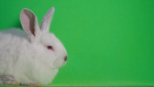Piękny biały królik zasypia samotnie na zielonym tle. Królik śpi. 4k wideo - Materiał filmowy, wideo