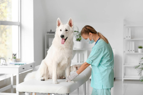Žena veterinární lékař obvazy psa tlapky na klinice - Fotografie, Obrázek