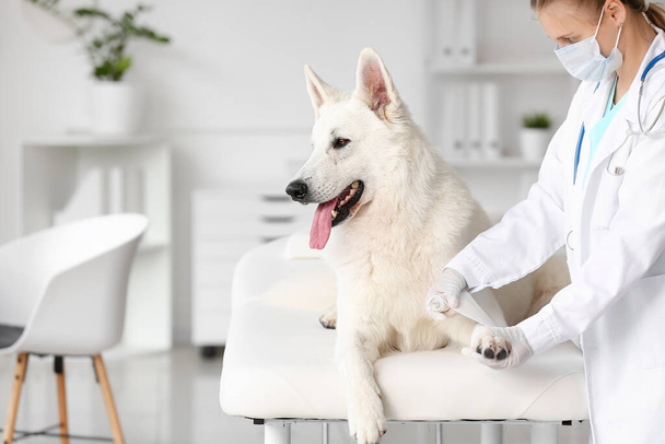 Female veterinarian bandaging dog's paw in clinic - Фото, изображение