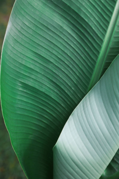 Beautiful green leaf of banana plant outdoors, closeup. Tropical vegetation - Фото, изображение