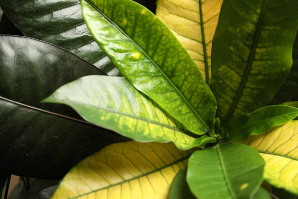 Codiaeum with lush leaves, closeup. Tropical plant - Фото, зображення