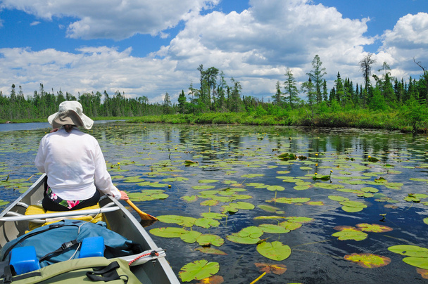 Paddling through the lily pads - Photo, Image