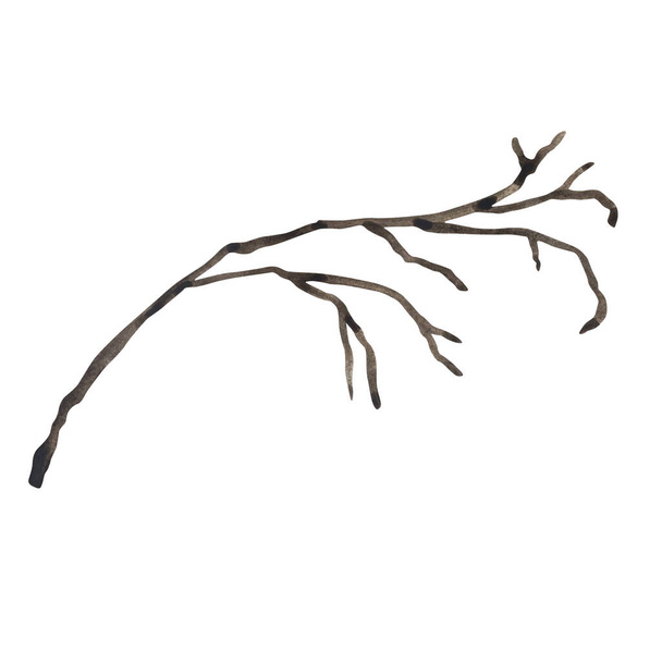 Watercolor illustration, tree branch isolated on white background - Photo, Image