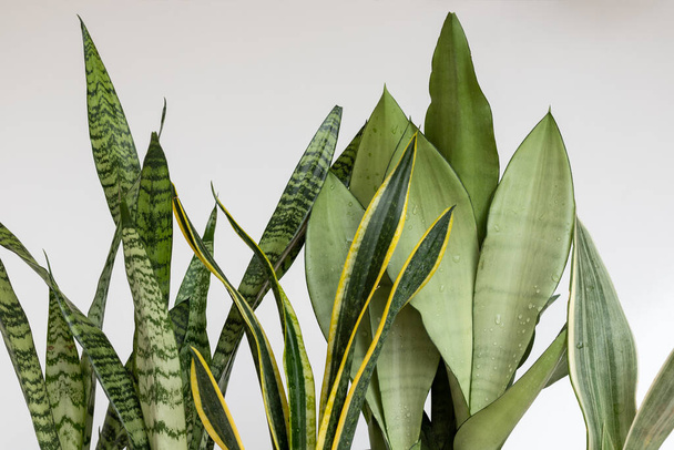 Sansevieria snake plants leaves on a white isolated background - 写真・画像
