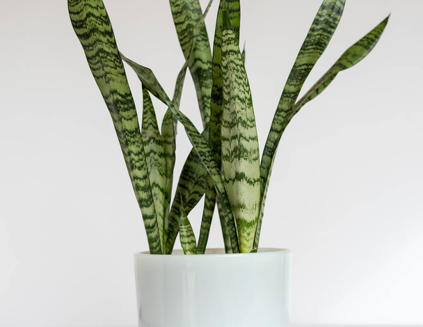 Sansevieria zeylanica käärme kasvi eristetty valkoinen tausta - Valokuva, kuva