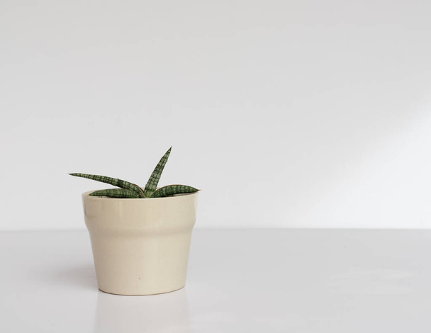 Sensaveria plante de serpent de marche dans un beau pot décoratif en céramique sur fond blanc isolé - Photo, image