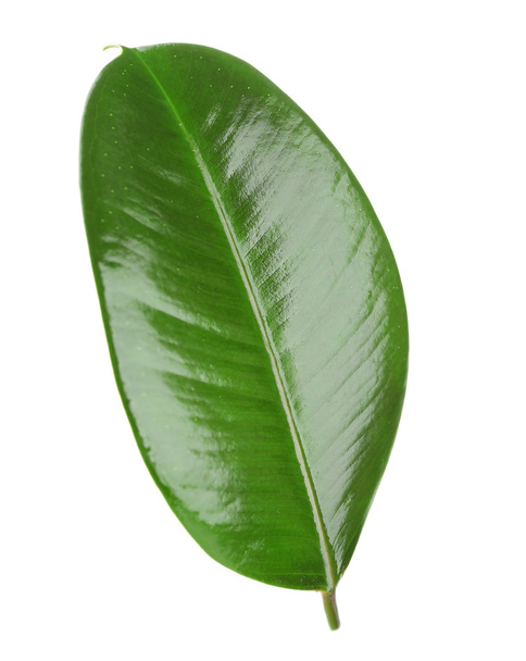 Ficus or rubber plant - 写真・画像