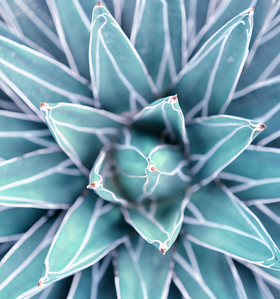 cactus close-up - Foto, afbeelding