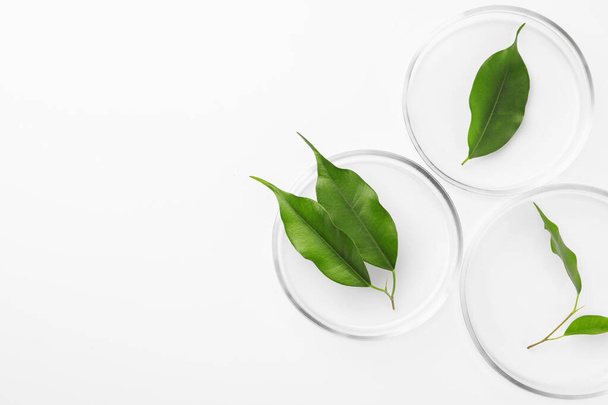 Petri dishes with green leaves on white background, top view. Space for text - Fotoğraf, Görsel