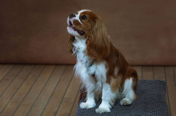 Studio portret van een Cavalier King Charles Spaniel puppy op een bruine achtergrond. - Foto, afbeelding
