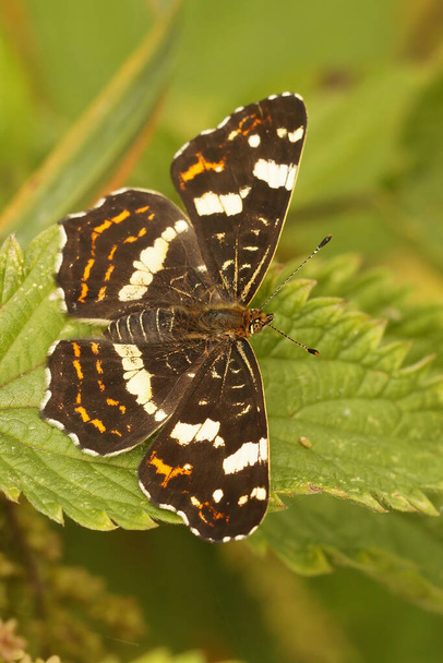 Natural closeup on the brown map butterfly, Araschnia levana sitting on vegetation - Photo, Image