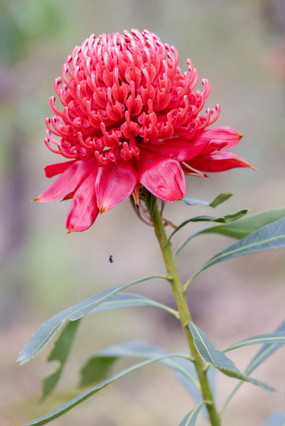 New South Wales Waratah flower - Photo, Image