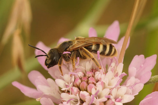 Colorful closeup on a female great banded furriow bee, sitting on a pink scabious flower - Photo, Image