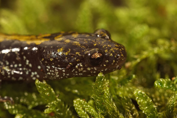 Primo piano su una colorata salamandra giovanile Pacific Westcoast Longtoed, Ambystoma macrodactylum su muschio verde - Foto, immagini