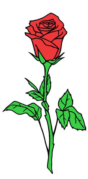drawing rose branch with red flower and leaves, isolated element, design - Vector, Image