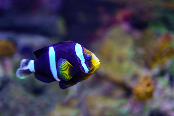 Clownfish of colorful colors, swimming quietly among rocks and corals - Photo, Image