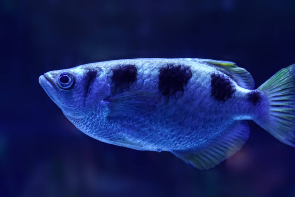 Vücudunda güzel mavi renkleri ve çizgileri olan tropikal balıklar. - Fotoğraf, Görsel