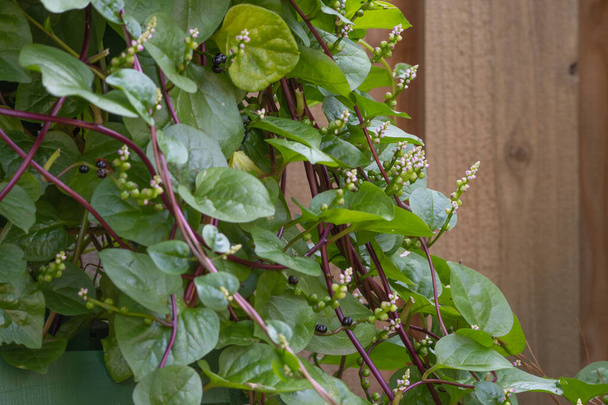 Malabar spinazie groeit op een trellis voor een hek in de moestuin. - Foto, afbeelding