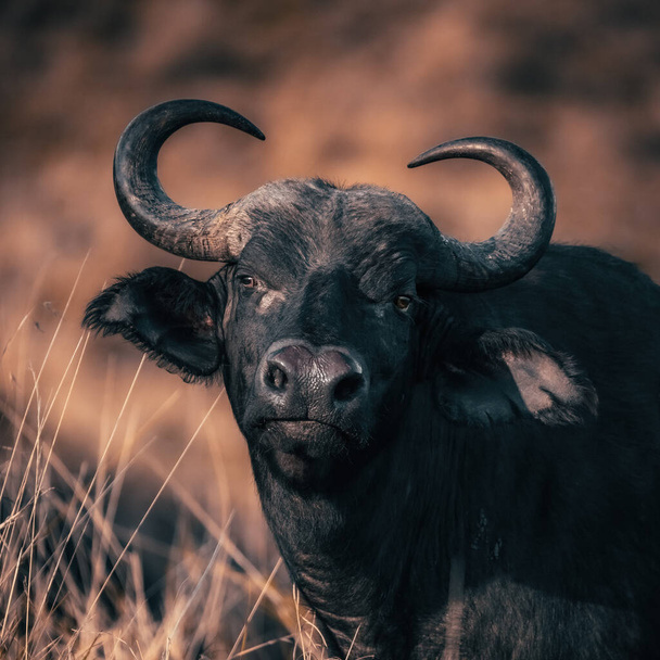 Cape Buffalo, syncerus caffer, in the grasslands of the Masai Mara, Kenya. Filtered image with warm, autumn tones.  - Zdjęcie, obraz