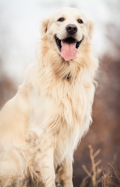 jonge gouden retriever hond - Foto, afbeelding