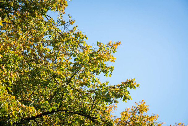 trees have autumn leaves. Beautiful colors and a blurry bokeh background. - Foto, afbeelding