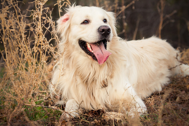 young golden retriever dog - Foto, Imagem