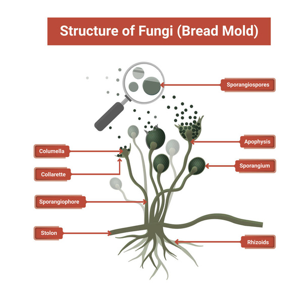 Estructura del molde de Rhizopus, molde de pan, hongo negro, ilustración. Hongos oportunistas que causan mucormicosis que afectan la piel, los senos nasales, el cerebro y los pulmones.  - Vector, Imagen