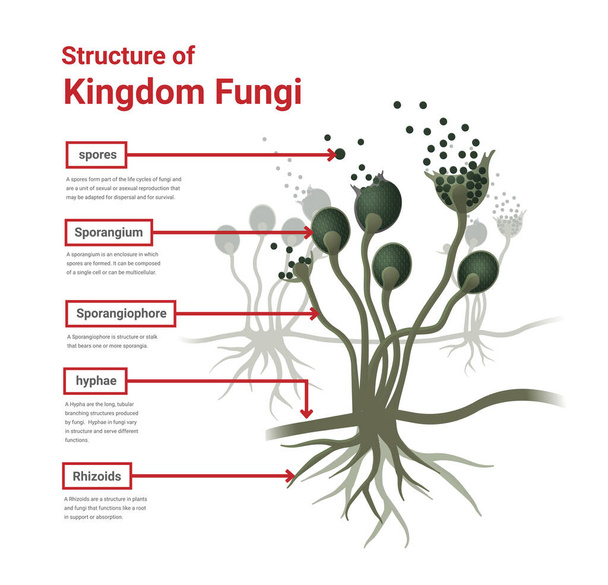 Estrutura do molde Rhizopus, molde de pão, fungo preto, ilustração. Fungos oportunistas que causam mucormicose envolvendo pele, seios nasais, cérebro e pulmões.  - Vetor, Imagem