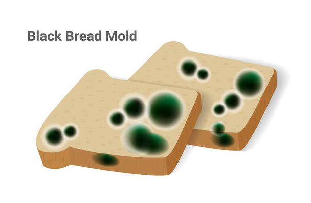 A kenyérpenész közeli illusztrációja, fekete gomba fordul elő a kenyérlemezen. A Rhizopus Stolonifer (penész) rostszerkezete lehetővé teszi a gazdaszervezetből származó tápanyagok felhasználását és felszívódását, ami rossz szagot és káros hatást okoz. Vektor. - Vektor, kép