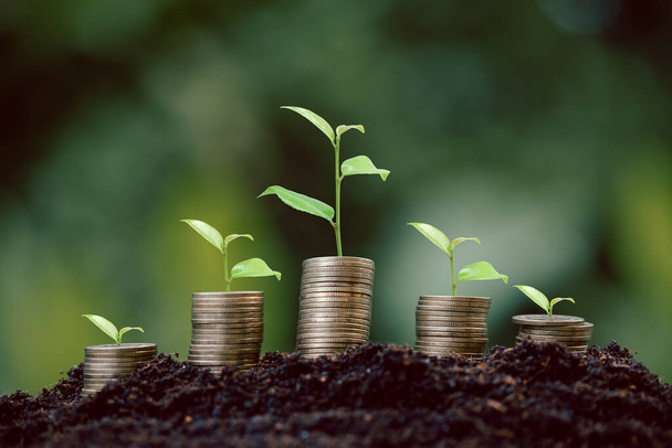 Κέρμα χρήματα στοίβα με σπορόφυτα φυτών αυξάνεται σε πράσινο περιβάλλον της φύσης φόντο. τράπεζα τόκων, ιδέα ανάπτυξης επιχειρηματικών επενδύσεων. ανάπτυξη δανείου, εξοικονόμηση κερδίζοντας οικονομική, χρηματοοικονομική και λογιστική έννοια - Φωτογραφία, εικόνα