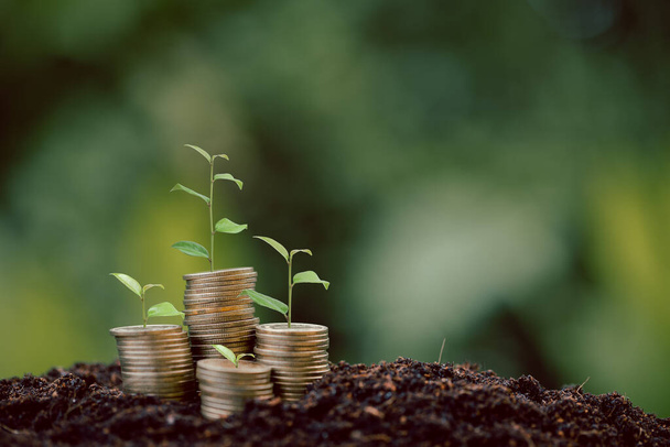 Money coin stack with seedling plant growing on green nature environment background. interest bank, business investment growth idea. grow loan, saving earning economic, finance and accounting concept - Photo, Image