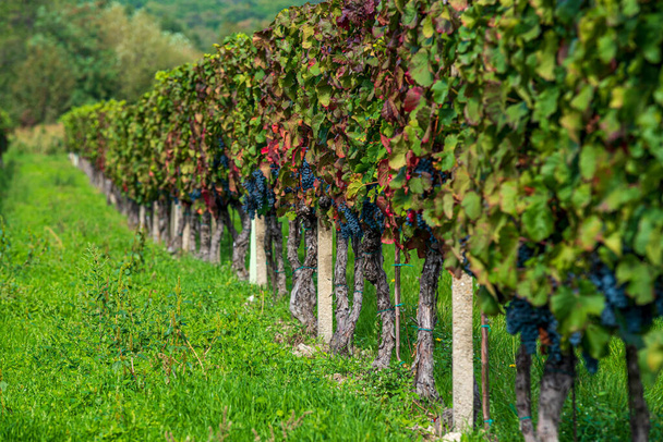 Szlovák szőlőültetvény ősszel - Fotó, kép