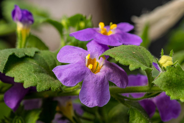 flores púrpura primer plano en un día soleado de primavera - Foto, Imagen