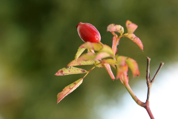Common rosehip, or dog rose (Rosa canina L.) - Foto, Imagen