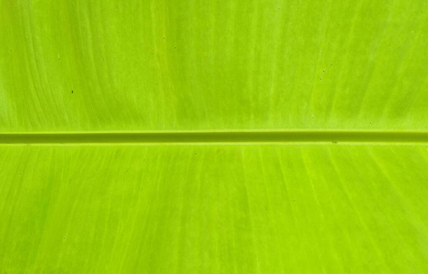 background of green banana leaves - 写真・画像