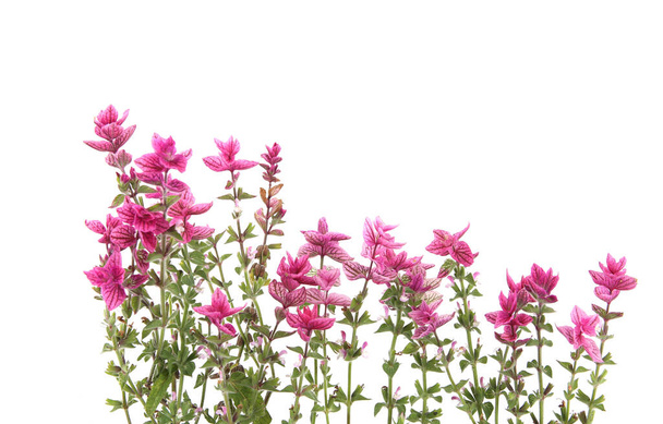 Salvia horminum flowers isolated on white background. Pink Salvia horminum, Pink Sunday, Annual Sage. - Φωτογραφία, εικόνα