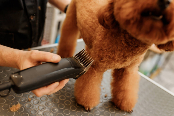 Professional male groomer making haircut of poodle teacup dog at grooming salon with professional equipment - Fotoğraf, Görsel