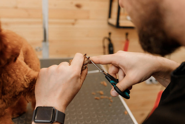Close-up van professionele mannelijke groomer maken kapsel van poedel theekopje hond bij grooming salon met professionele apparatuur - Foto, afbeelding