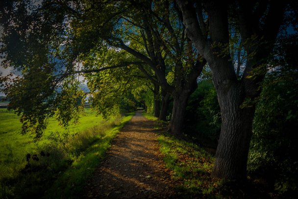 Path tree alley near Rakovnicky creek in Rakovnik town in sunny summer day - Φωτογραφία, εικόνα