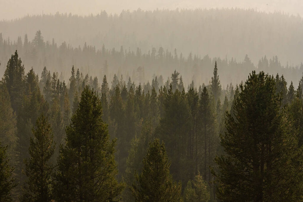 Kouř plní vrstvy lesa v národním parku Yosemite - Fotografie, Obrázek