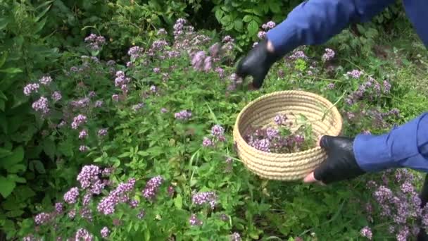 Jardinero cosechando mejorana silvestre orégano flores medicinales
 - Imágenes, Vídeo
